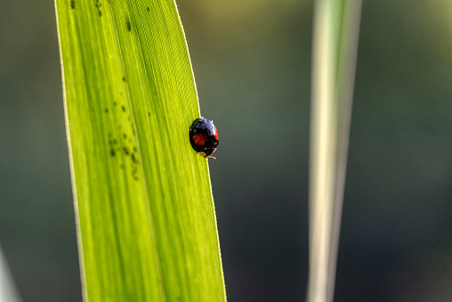 Black ladybug with orange spots on green leaves