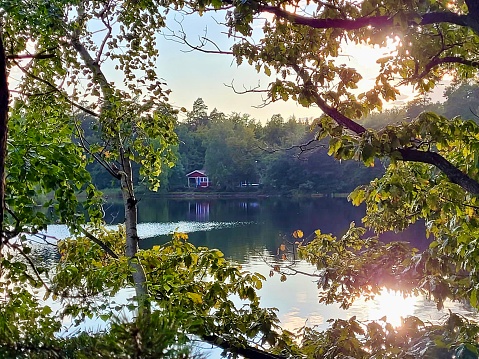 forest and lac view