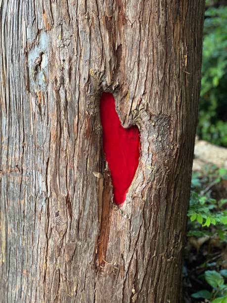 istock Heart of the tree 1857613447