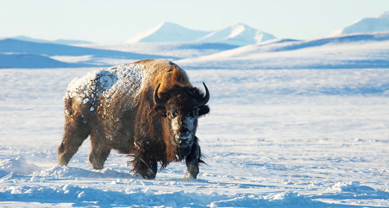 Bull Buffalo in subzero weather during the winter morning sunrise.