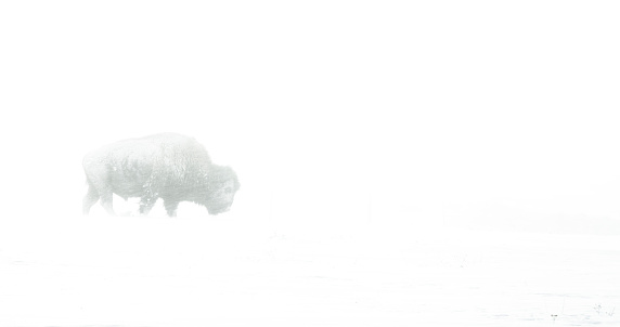 Bull Buffalo in subzero weather during the winter blizzard.