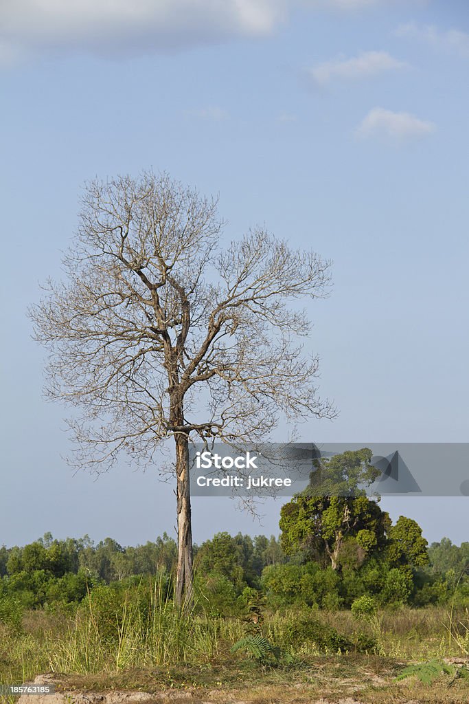 Getrocknete Toten Bäumen - Lizenzfrei Ast - Pflanzenbestandteil Stock-Foto