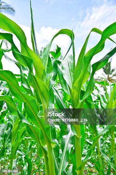 Closeup De Folhas Frescas De Corns - Fotografias de stock e mais imagens de Agricultura - Agricultura, Ajardinado, Ao Ar Livre