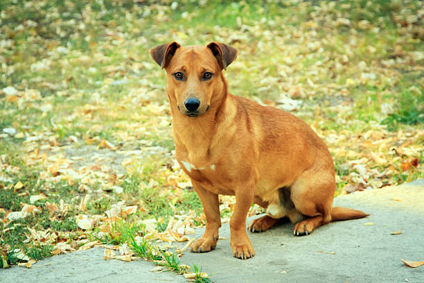 Portrait of a cute fluffy dog with a futuristic smart collar with built-in GPS tracking device on a walk outdoors.