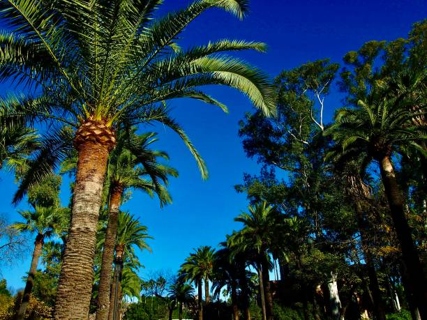 Church in Seville with Palm trees.