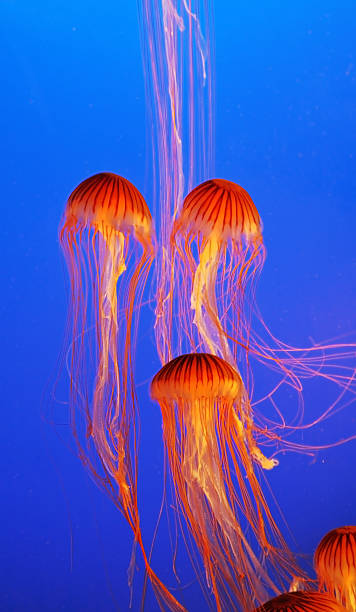 istock Several yellow-orange jellyfishs 185766299