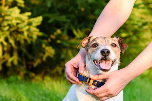 Owner puts on and fastens a blue collar on a cheerful dog