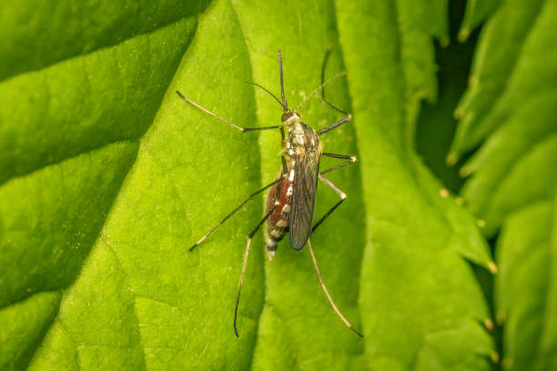 istock Mosquito resting on a green leaf after drawing blood with copy space 1857674795