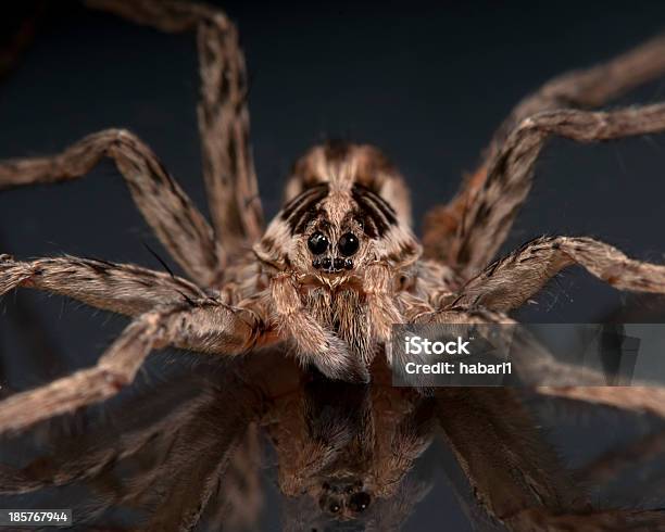 Face Of A Wolf Spider Stock Photo - Download Image Now - Aggression, Animal, Animal Body Part