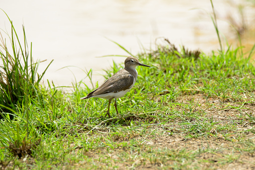The common sandpiper (Actitis hypoleucos) is a small Palearctic wader. This bird and its American sister species, the spotted sandpiper (A. macularia), make up the genus Actitis. They are parapatric and replace each other geographically; stray birds of either species may settle down with breeders of the other and hybridize. Hybridization has also been reported between the common sandpiper and the green sandpiper, a basal species of the closely related shank genus Tringa.