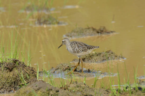 istock Wood Sandpiper 1857695626