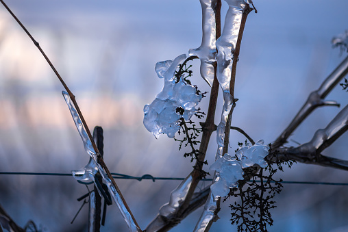 A frozen grape, delicately encased in frost, stands against a snowy backdrop tinged with shades of blue, capturing the serene beauty of winter.
