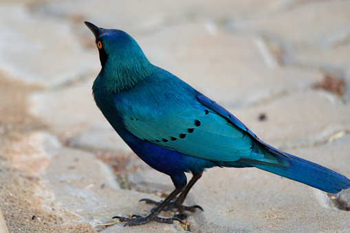 The greater blue-eared starling or greater blue-eared glossy-starling (Lamprotornis chalybaeus) is a bird that breeds from Senegal east to Ethiopia and south through eastern Africa to northeastern South Africa and Angola. It is a very common species of open woodland bird, and undertakes some seasonal migration.