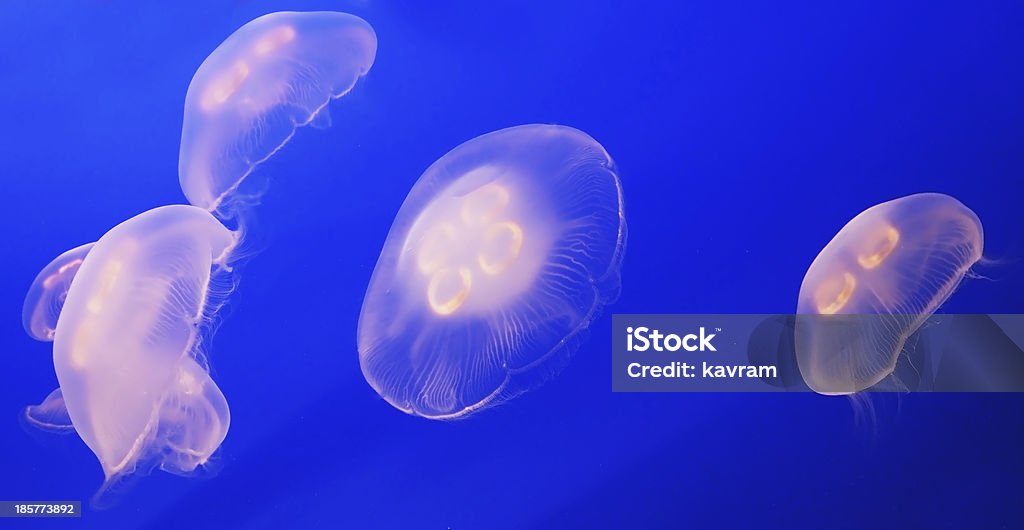 Mały biały jellyfish - Zbiór zdjęć royalty-free (Akwarium)