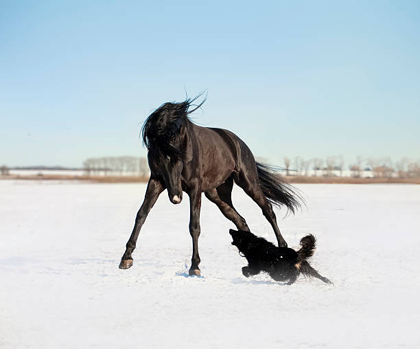 istock Black horse with the dog 185774180
