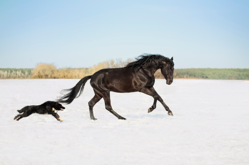 Game the horse with the dog in the snow