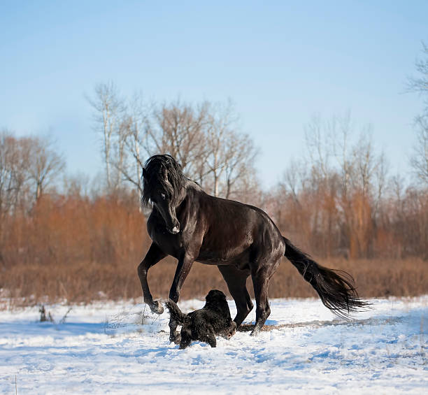 Black horse with the dog