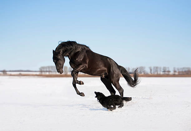 istock Black horse with the dog 185774520