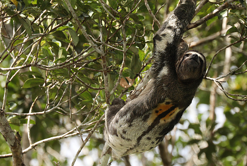 Sloth in Amazon Jungle\nPeruvian Amazon