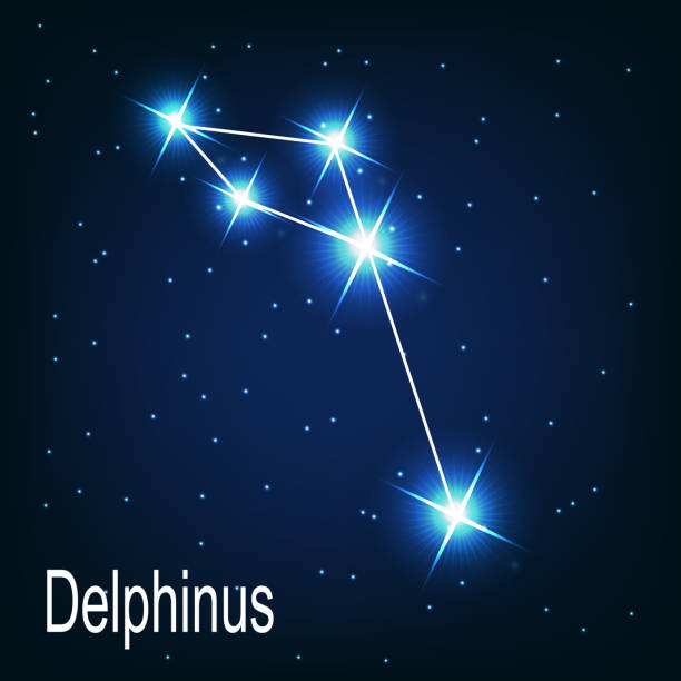 constellation "Delphinus" star in the night sky. Vector illu The constellation "Delphinus" star in the night sky. Vector illustration constellation delphinus stock illustrations