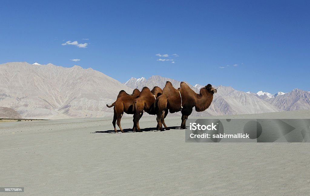 Camelo nas dunas de areia - Foto de stock de Camelo - Camelídeos royalty-free