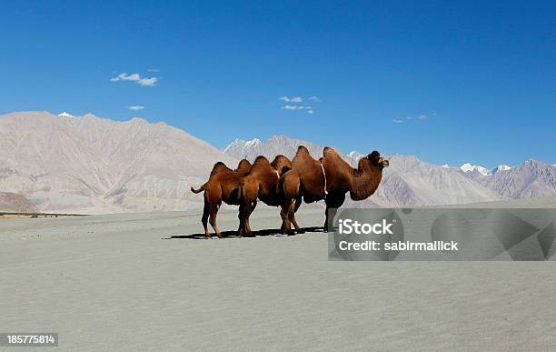 Foto de Camelo Nas Dunas De Areia e mais fotos de stock de Camelo - Camelídeos - Camelo - Camelídeos, Ladakh, Amarelo