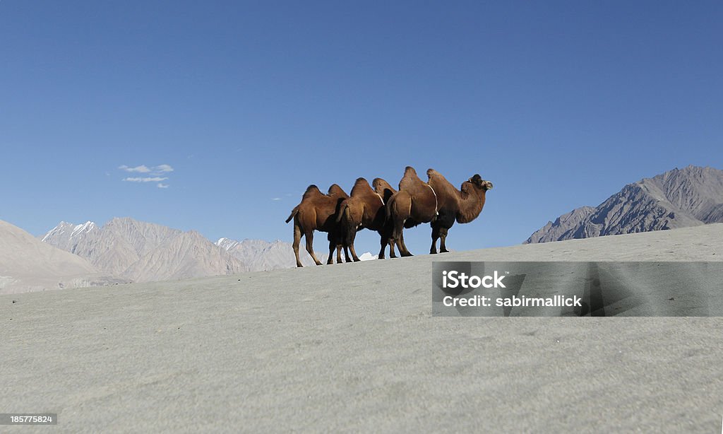 Camello bactriano en sand dunes - Foto de stock de Aire libre libre de derechos