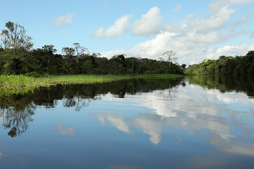 Jungle on Amazon river in Peru in South America