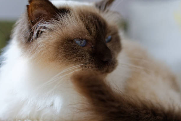 istock sacred breed cat from Burma 1857765102