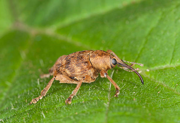 istock Hazelnut weevil Curculia nucum sitting on a leaf 185777093
