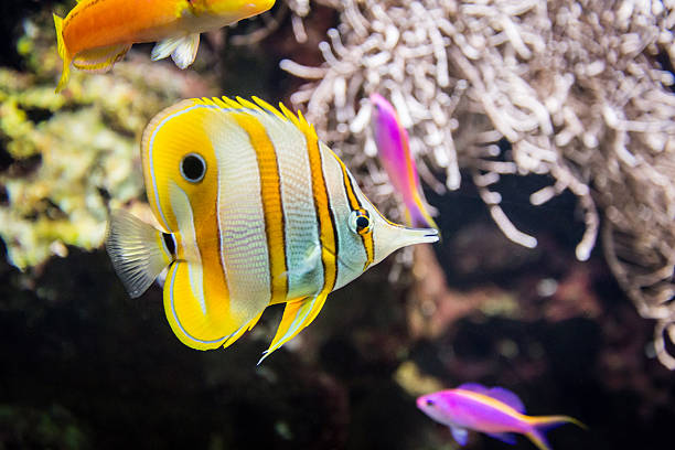 istock Tropical fish in the water with corals 185777455