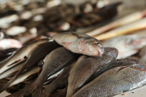 Fish Close-up in a Fish MarketLima, Peru