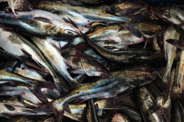 Fish Close-up in a Fish MarketLima, Peru