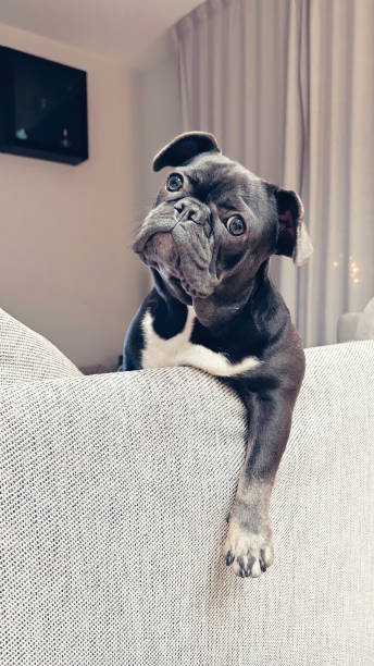 istock Bulldog enjoying sofa downtime 1857782766