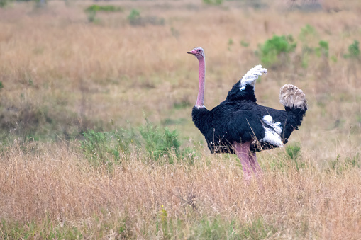 A male ostrich in the plains, with African savannah landscape in the Masai Mara National Park – Kenya