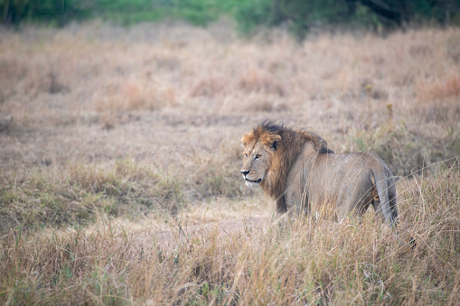 The King, a Lion on the Serengeti plains  – Tanzania