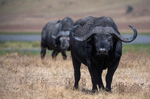 A large male African buffalo looking menacingly on the plains of Serengeti National Park – Tanzania