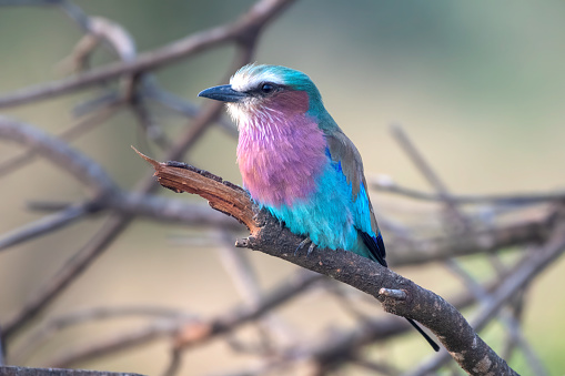 Colors - A lilac breasted roller on a branch with wonderful background and colors in MasaiMara National Park – Kenya
