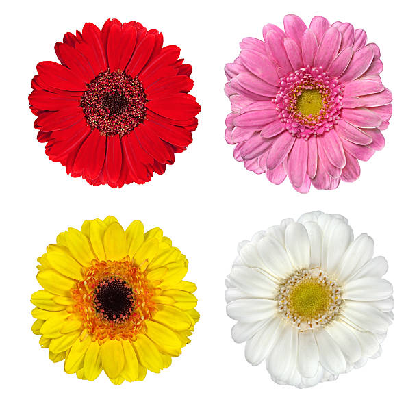 istock Four Fresh Gerbera Flowers Isolated on White 185780031