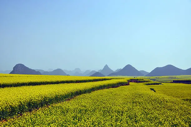 Luoping county is 228 km to the east of Kunming not far from Guizhou Province. At this time of year the yellow rapeseeds are in full bloom. Hundreds of beekeepers are scattered in the countryside, so pay attention to the bees!