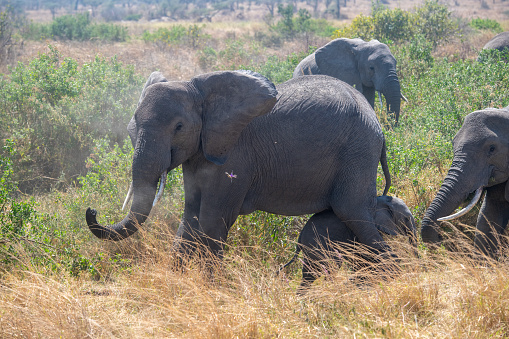 A group of african elephants in the plains, savannah of the Masai Mara National Park – Kenya