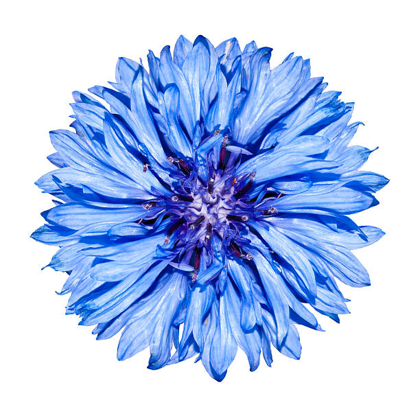 istock Blue Cornflower Flower head - Centaurea cyanus Isolated on White 185780569