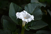 A large white datura flower with green leaves. Large white flowers.
