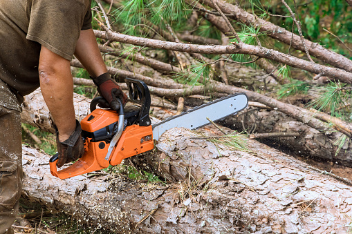 Lumberjack cutting trees using an gasoline professional chainsaw