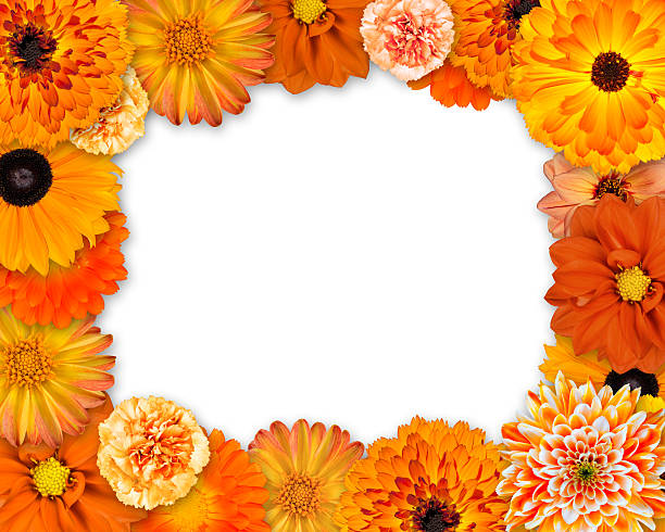 istock Flower Frame with Orange Flowers on White 185782793