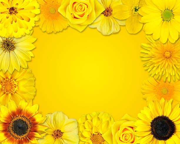 istock Flower Frame with Yellow Flowers on Orange Background 185782914