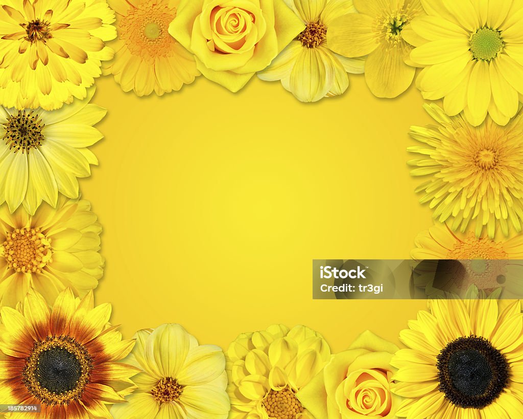 Flower Frame with Yellow Flowers on Orange Background Flower Frame with Selection of Yellow Flowers with Isolated on Yellow Background. Set of Daisy, Gerber, Marigold, Osteospermum, Chrysanthemum, Strawflower, Cornflower, Dahlia Flowers Beauty Stock Photo