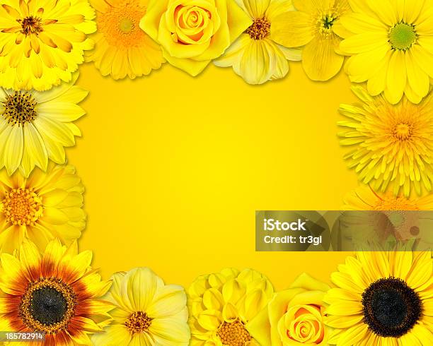 Flower Frame With Yellow Flowers On Orange Background Stock Photo - Download Image Now