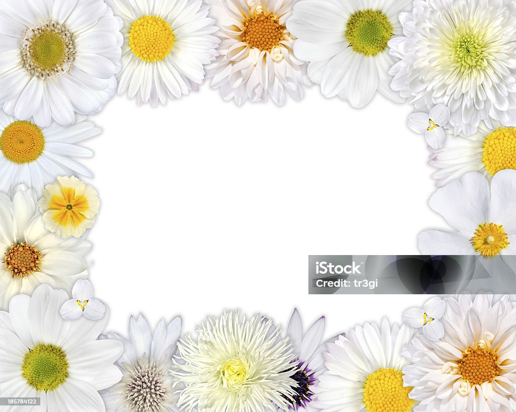 Marco floral con flores blancas sobre fondo blanco - Foto de stock de Aciano libre de derechos
