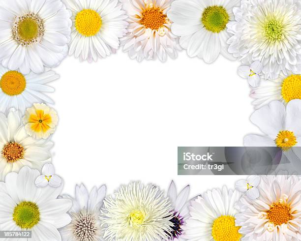 Kwiat Rama Z Białych Kwiatów Na Puste Tło - zdjęcia stockowe i więcej obrazów Aksamitka - Aksamitka, Bez ludzi, Białe tło